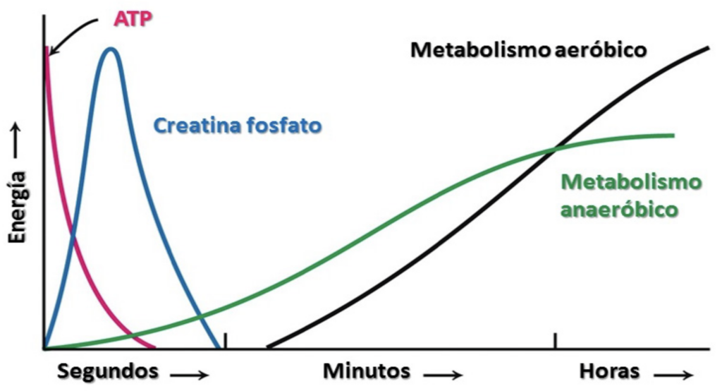 sistemas-energeticos-bioquimica