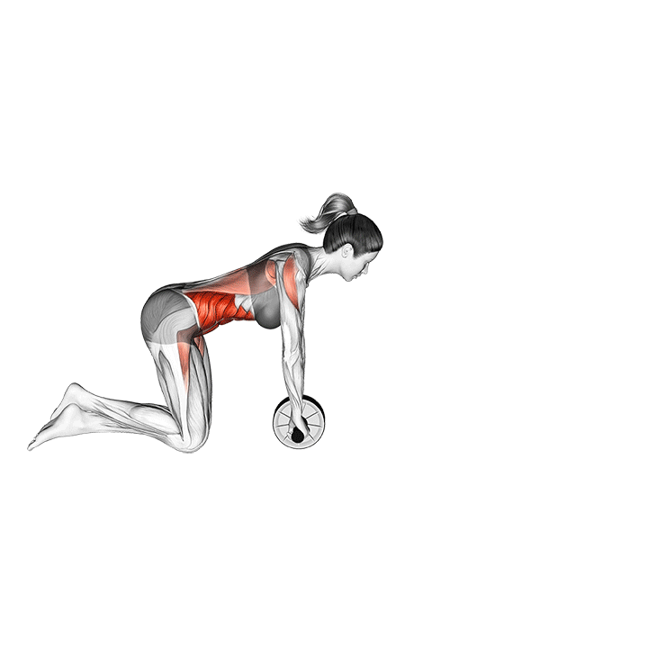 ab-wheel