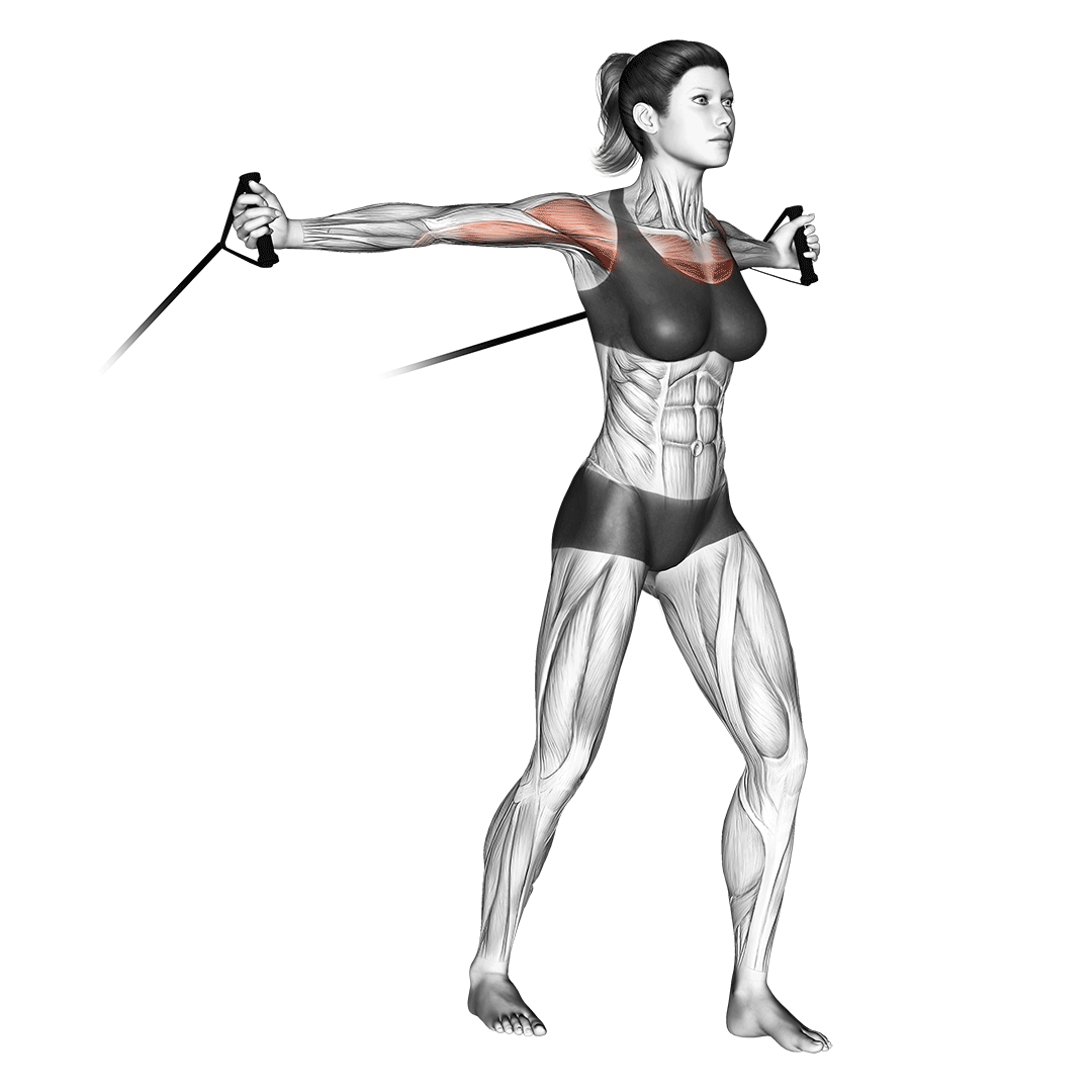 band-chest-fly